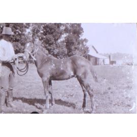 Unidentified man with foal