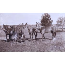 Unidentified man with four horses