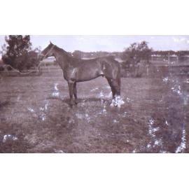 Unidentified stallion
