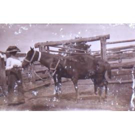 Unidentified woman hold a mare and foal