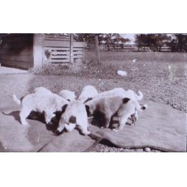 Pet dogs - puppies