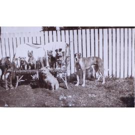 Pet dogs