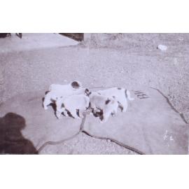 Pet dogs - puppies