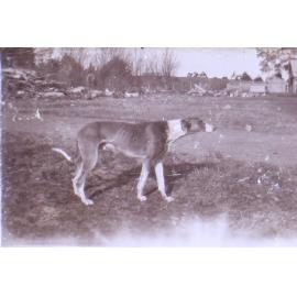 Pet dog