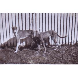 Pet dogs