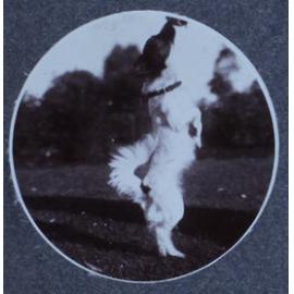 Pet dog at play