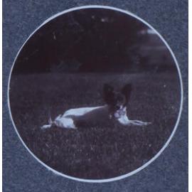 Pet dog at rest