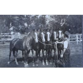 Gentleman holding 5 horses