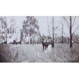Woman with a horse - three other horses in the background