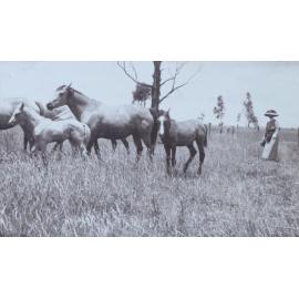 Woman with four horses