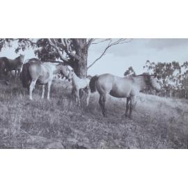 Several horses in a paddock