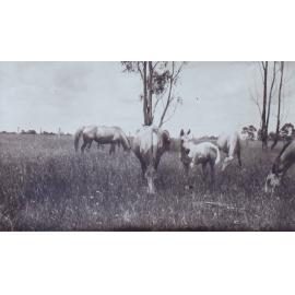 Several horses in a paddock