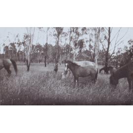 Horses in a paddock