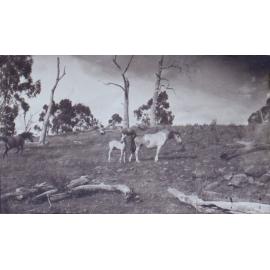 Horses in a paddock