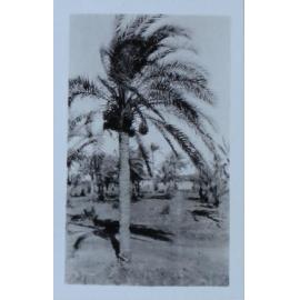 Palm tree