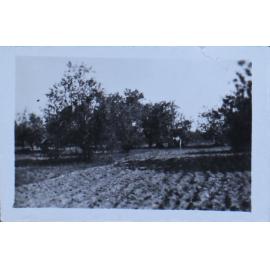 Orchard[?]