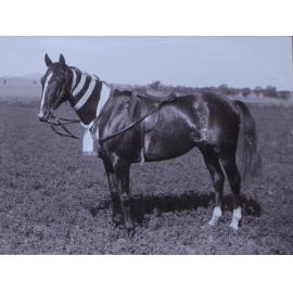 Horse with ribbons [possibly Garcher]