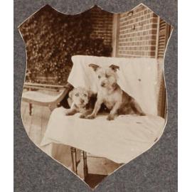 Two dogs