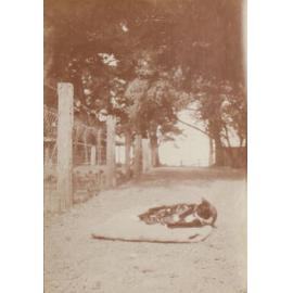 Cat on the lawn
