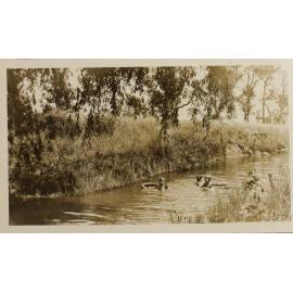 Unidentified woman and two children swimming in the creek