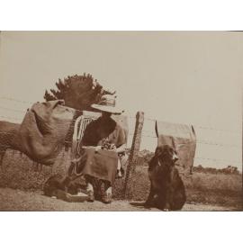Unidentified woman with two dogs and one cat