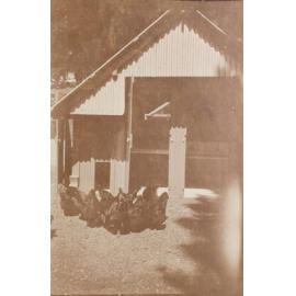 Chickens in front of chicken roost