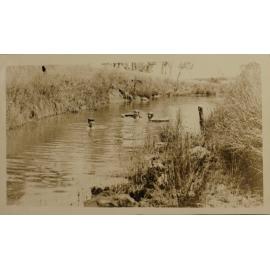 Unidentified woman and two children swimming in the creek
