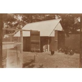 Chicken, chicken roost and a small child in the shadows