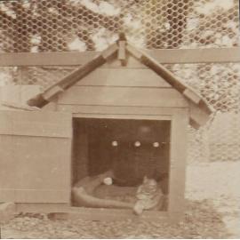 Cat in the dog house