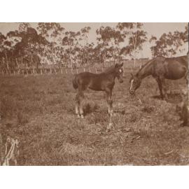 'Seven weeks' Vixen's first foal