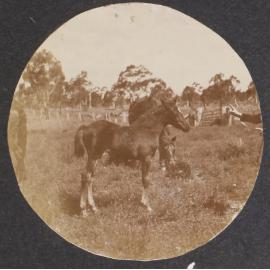 'Seven weeks' Vixen's first foal