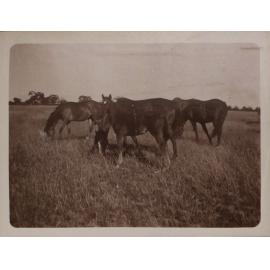 Vixen's first foal with other horses
