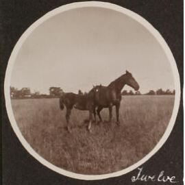 'Twelve weeks' Vixen's first foal