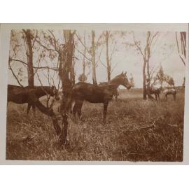 'One year' Vixen's first foal