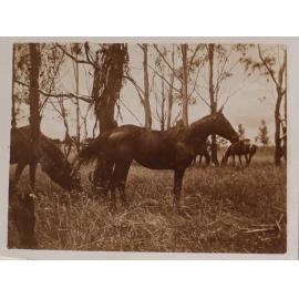 'One year' Vixen's first foal