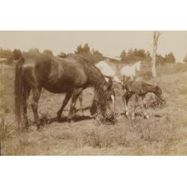 'A few hours old, Sunday Oct. 24/09'