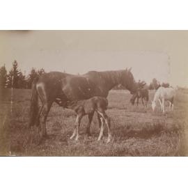 'One week' - Vixen's first foal