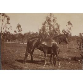 'Three weeks' Vixen's first foal