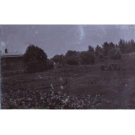 View of Saumarez - gardens