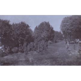 Gardens at Saumarez