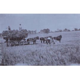 Hay wagon on Saumarez