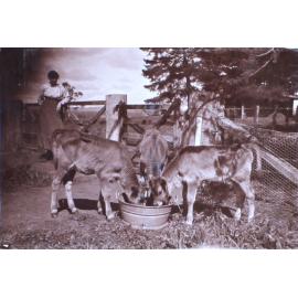 Calves feeding at a tub