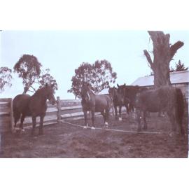 Four horses in a yard
