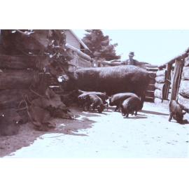 Unidentified man with sow and piglets