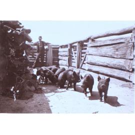 Unidentified man with piglets