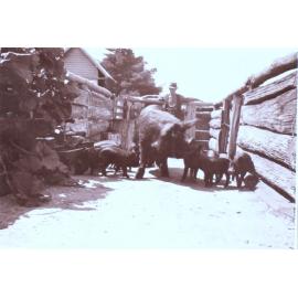Unidentified man with sow and piglets