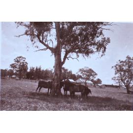 Horses under a tree