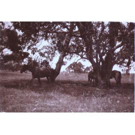 Horses under a tree