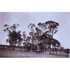Unidentified child on horseback