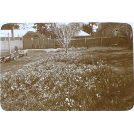 Flower gardens at Saumarez